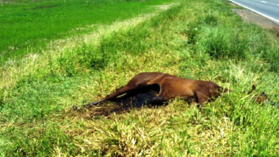 Nuevo número para retirar animales muertos de la vía pública