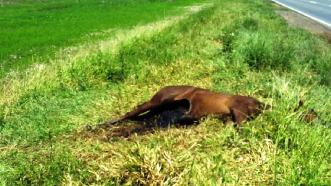 Nuevo número para retirar animales muertos de la vía pública