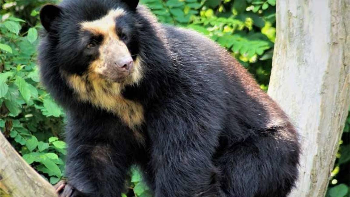 Hay evidencia científica de que el oso que encarna la leyenda del “Ucumar” habita en Salta 