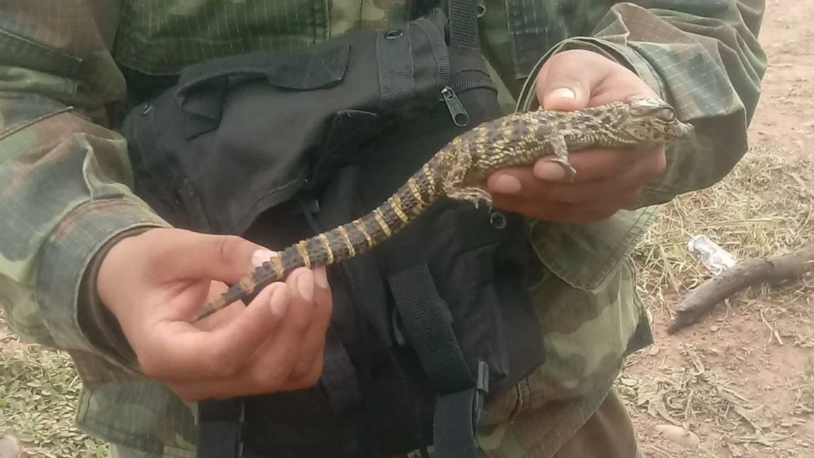 Liberan 21 crías de yacaré a su hábitat natural