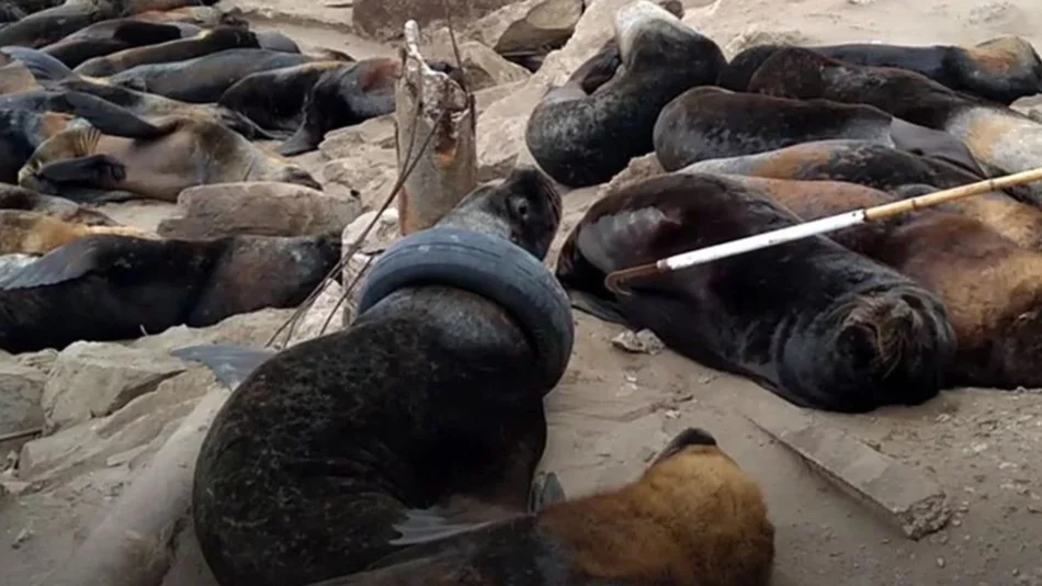  VIDEO Un lobo marino apareció con un neumático en el cuello en una reserva de la Feliz