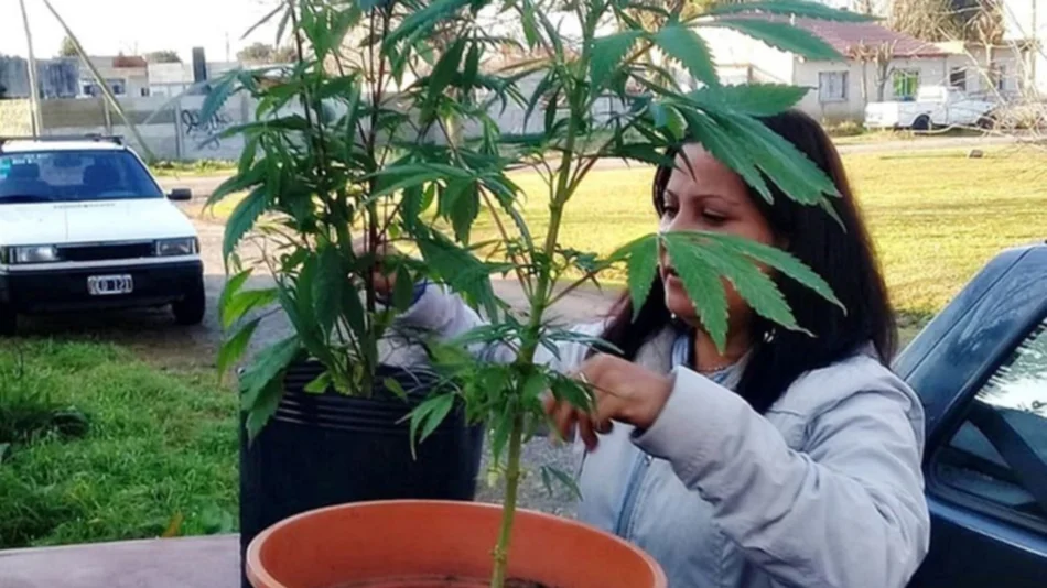 La Justicia le devolvió las plantas de cannabis a la abuela que cultiva para su nieto