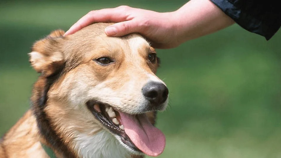 Revelaron que acariciar perros y gatos genera un importante beneficio en la salud