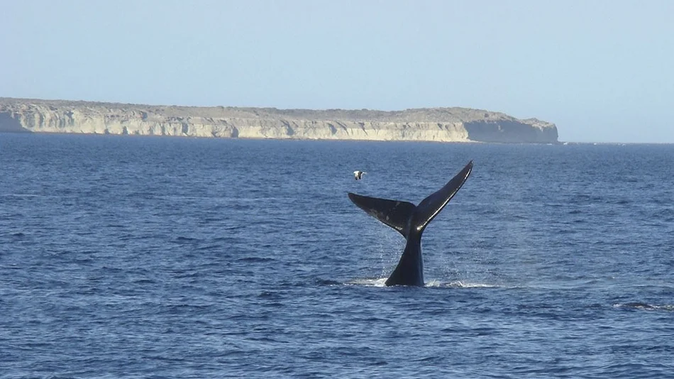 Puerto Madryn inauguró la temporada de ballenas, con un atractivo espectáculo 
