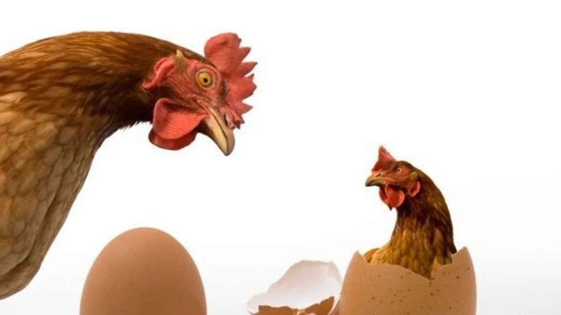 La inteligencia artificial respondió: ¿Qué fue primero el huevo o la gallina?