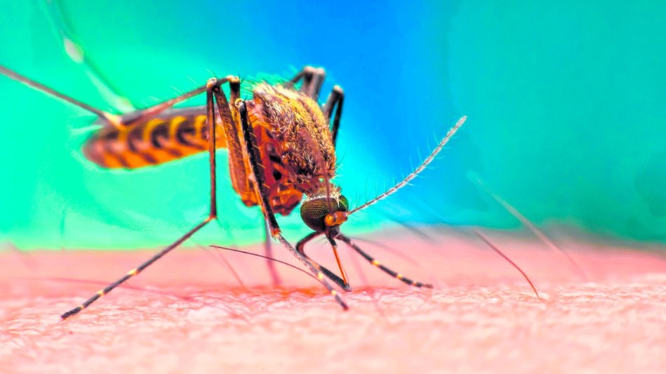 Alerta de la OMS por el dengue en América: aumentarán los casos