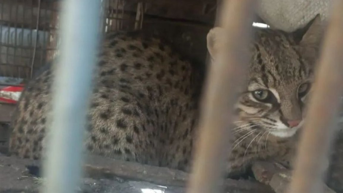 Rescatan a un gato del monte herido que se había ocultado en una finca