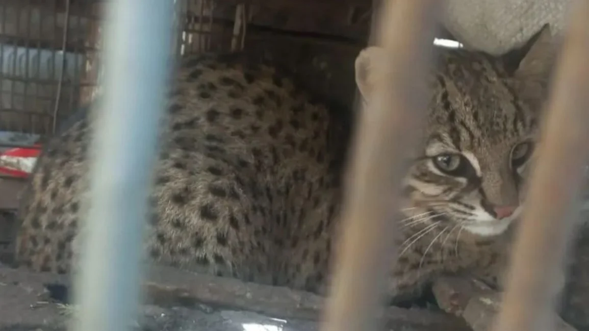 Rescatan a un gato del monte herido que se había ocultado en una finca