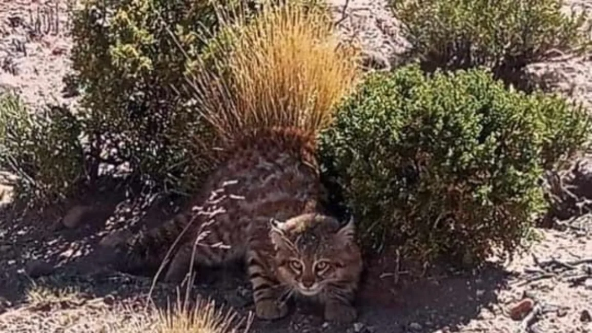 Una joven montañista salteña logró fotografiar al enigmático “Fantasma de los Andes”