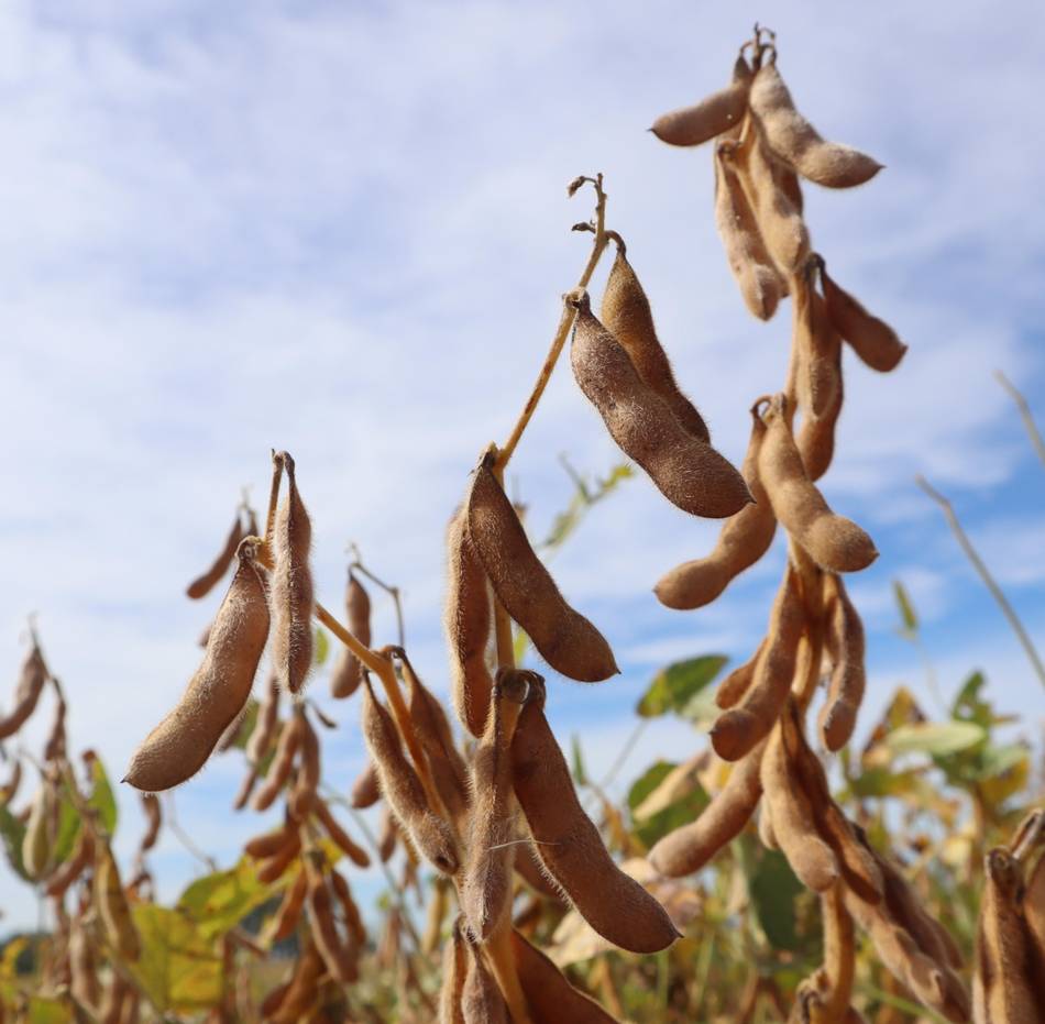 El campo salteño celebra la baja en las retenciones a carnes y granos