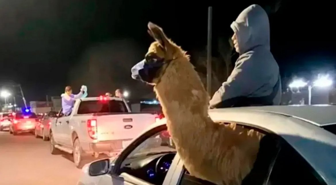 Mendoza: sacó a “pasear” en auto a una llama por el triunfo de Argentina y lo denunciaron por maltrato animal
