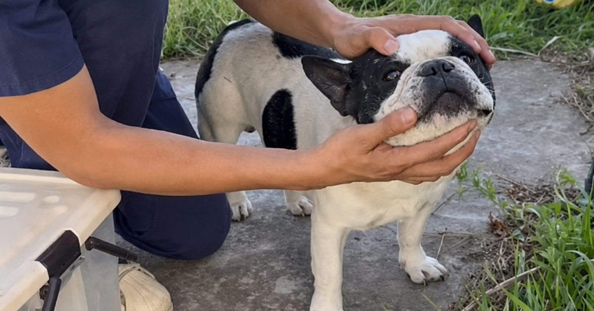 VIDEOS. Más de 25 animales fueron asistidos tras los incendios en distintos barrios de Salta