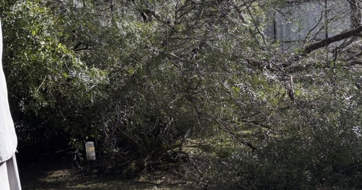 El viento Zonda derribó un enorme árbol sobre una vivienda en San Lorenzo