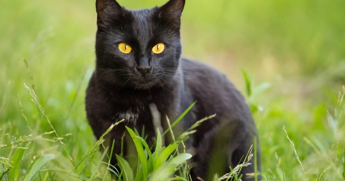 Bombay: el gato negro de mirada dorada