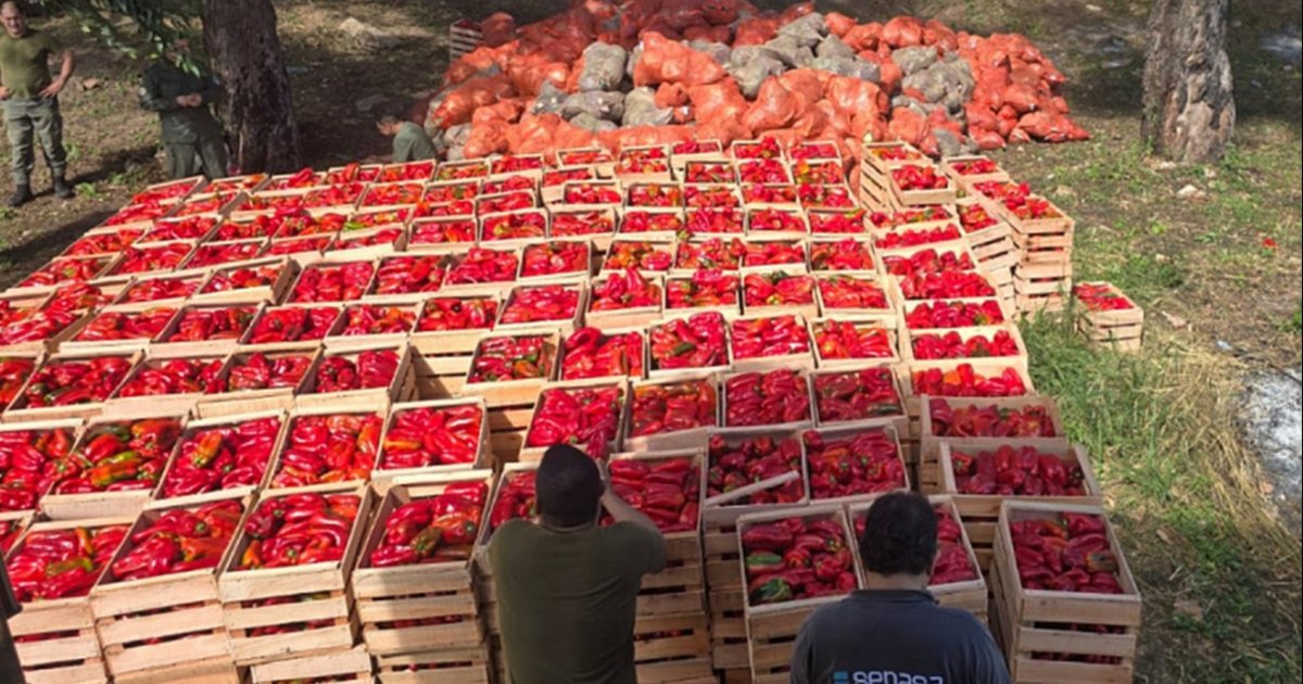 Toneladas de alimentos decomisados