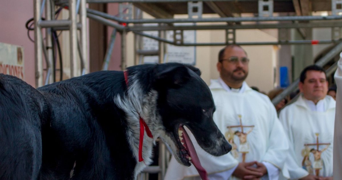 VIDEO. Milagro 2026: inician los operativos para identificar a los perros peregrinos