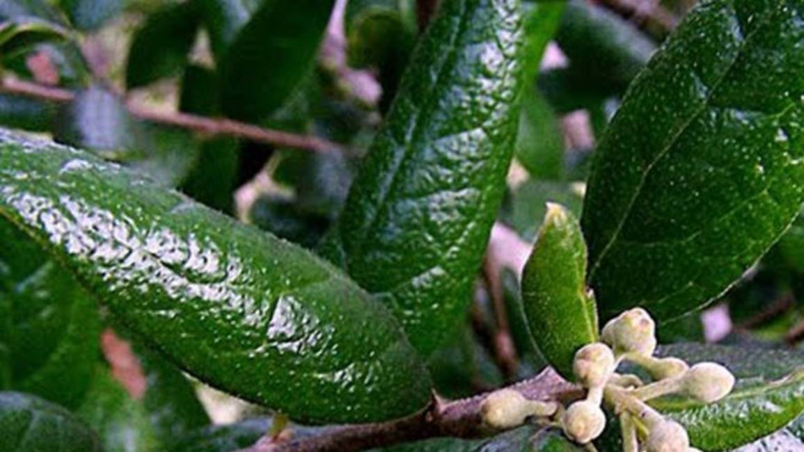 Té de boldo, el de las propiedades interminables