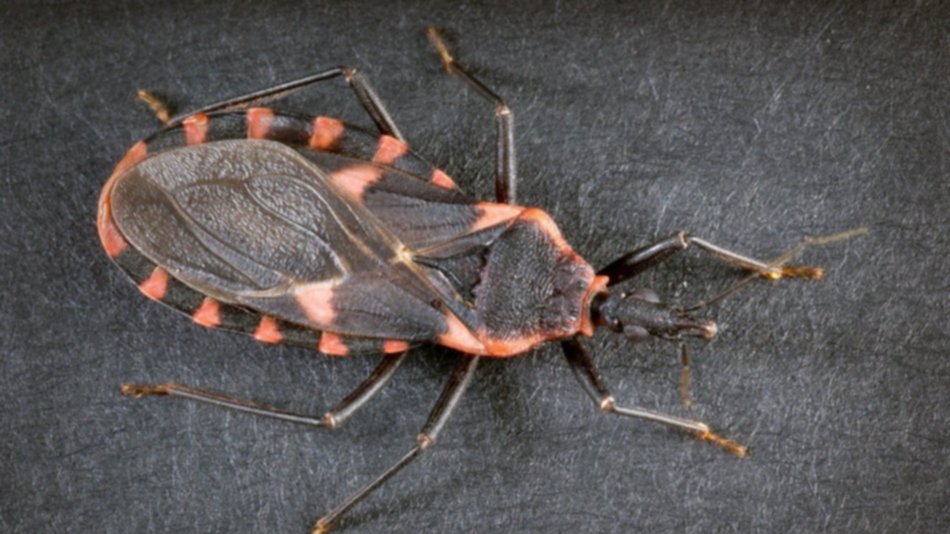 Mal de Chagas: aumentó la demanda de diagnóstico