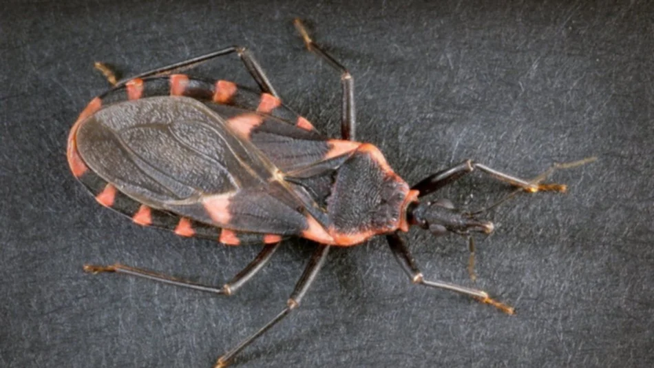 Mal de Chagas: aumentó la demanda de diagnóstico