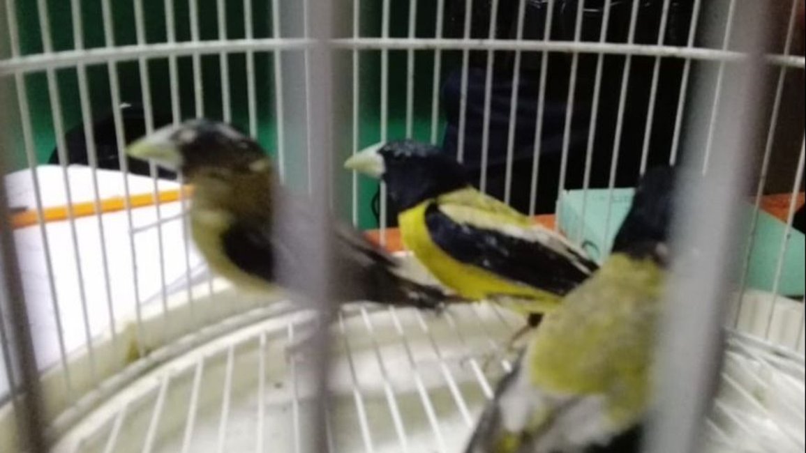 Cayó en el aeropuerto con 80 pájaros en las valijas: la mayoría de las aves murió