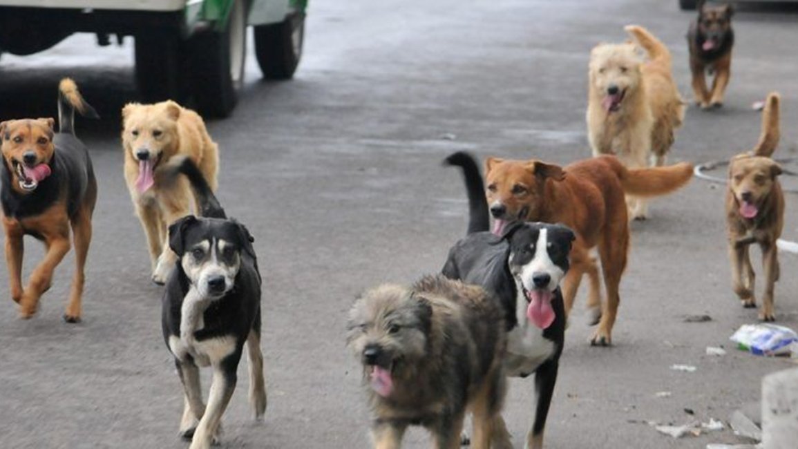 Concejales cerrillanos aprobaron una ordenanza de protección animal 