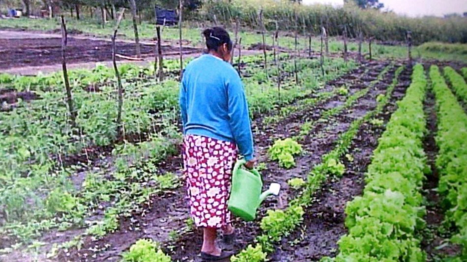 Incentivan a crear huertas familiares