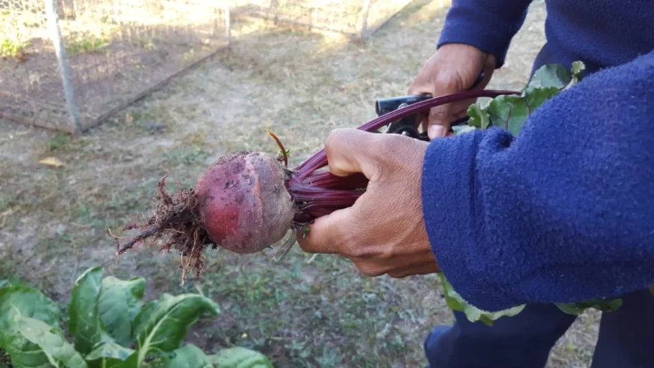 Armar una huerta en un departamento o terreno pequeño es muy fácil  