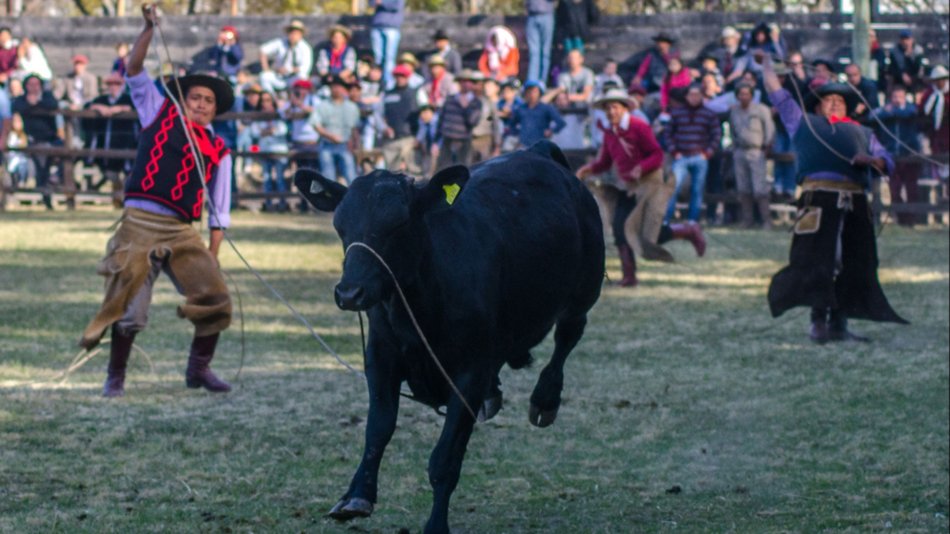 Equinos y  bovinos  animan la  Expo Rural
