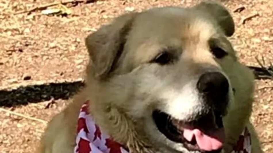Increíble antes y después de perrito que logró bajar 45 kilos