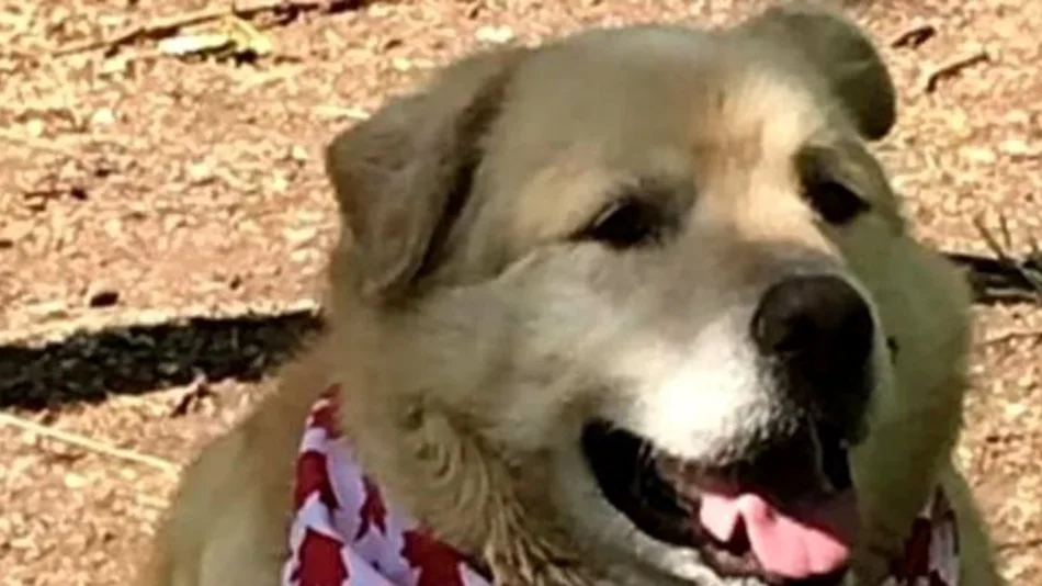 Increíble antes y después de perrito que logró bajar 45 kilos