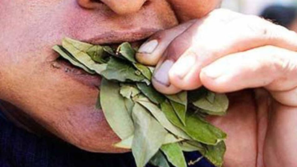 La rebelión de los coqueros: “Ni loco ‘vamo’ a 'paga' $ 2.200 el kg, ni mucho menos” 