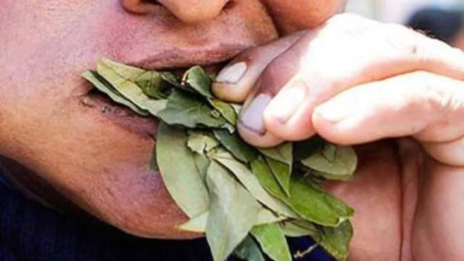 La rebelión de los coqueros: “Ni loco ‘vamo’ a 'paga' $ 2.200 el kg, ni mucho menos” 