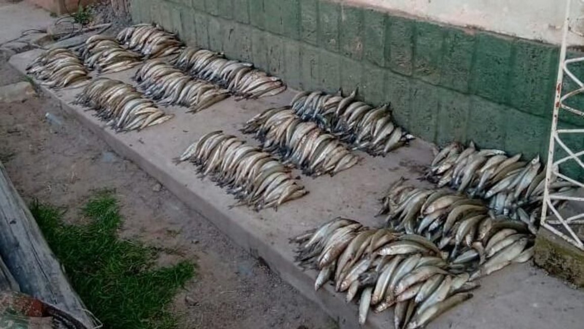 Un camión para llevar pejerreyes del Cabra Corral