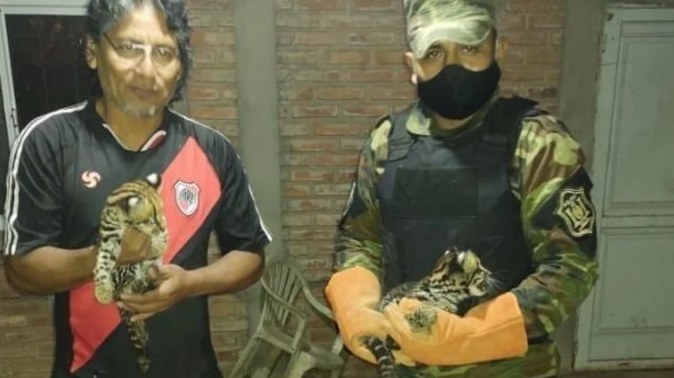 Piden denunciar la tenencia ilegal de animales exóticos