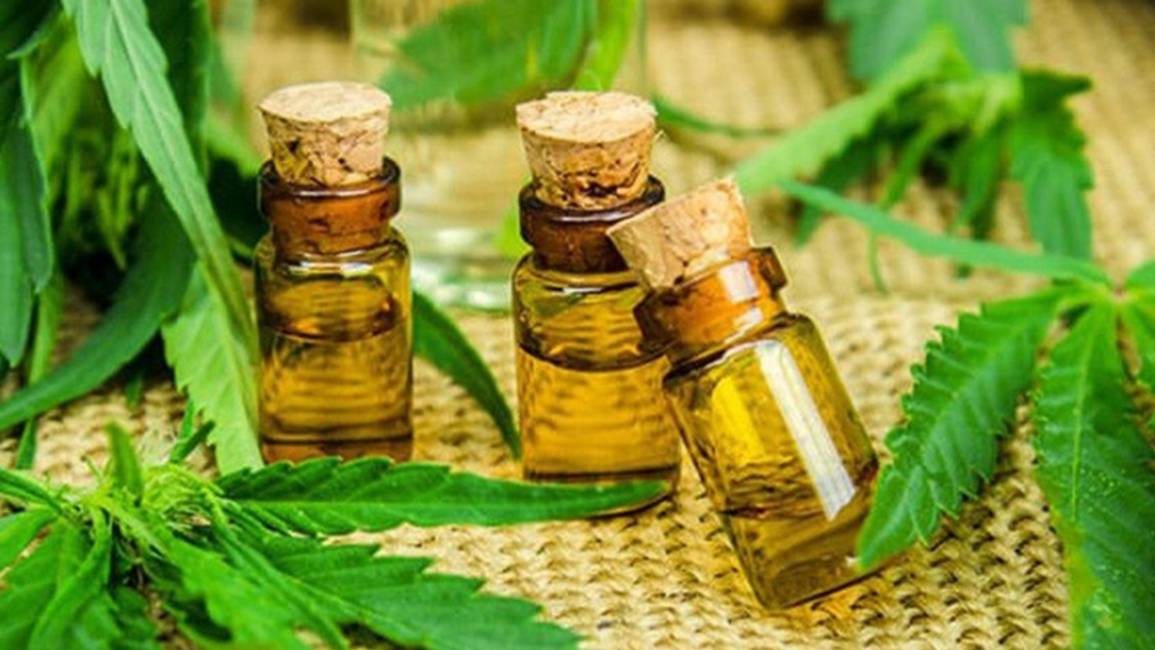 Legumbreros buscan plantar  cannabis con fines terapéuticos