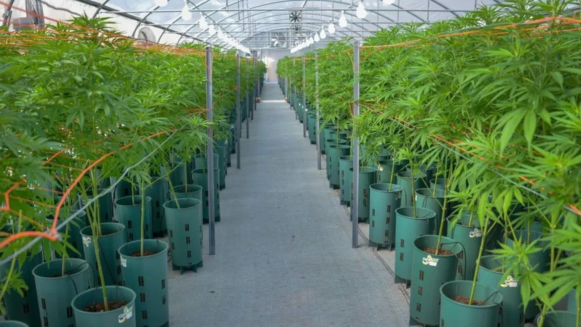Se reglamentó la ley de Cannabis Medicinal: los detalles