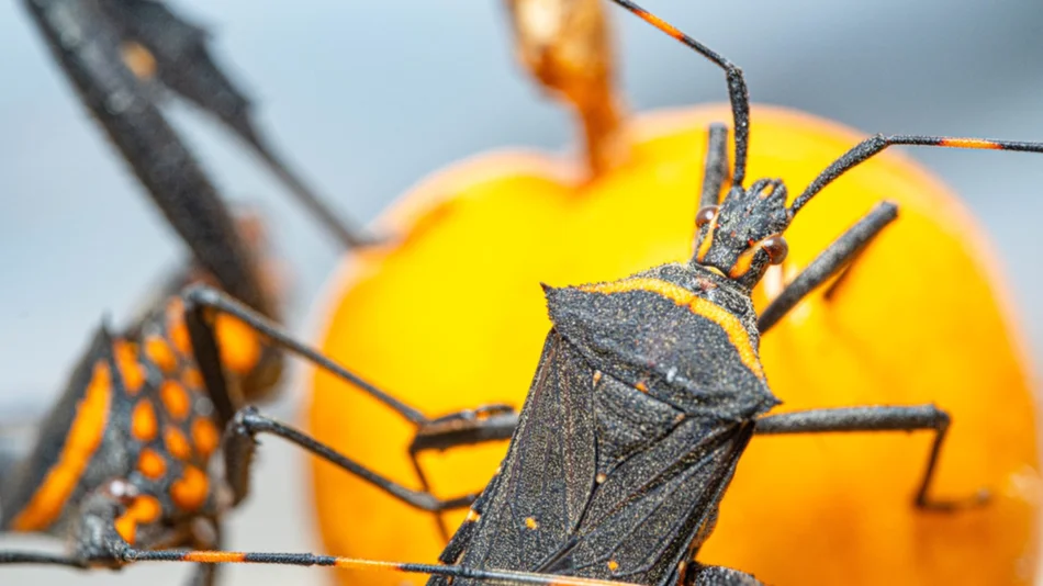 Día nacional por una Argentina sin Chagas
