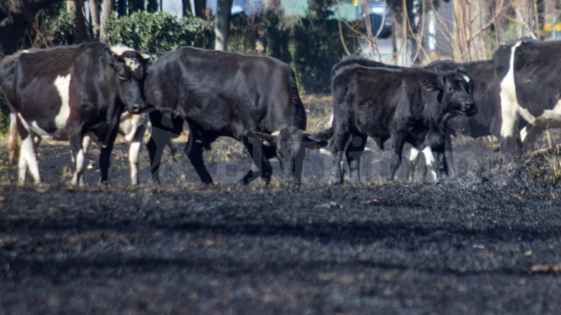 Tierra arrasada por los incendios y los vientos en Salta