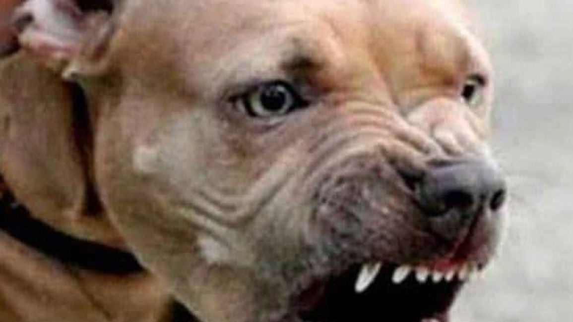  Condenan al dueño de un pitbull en Corrientes