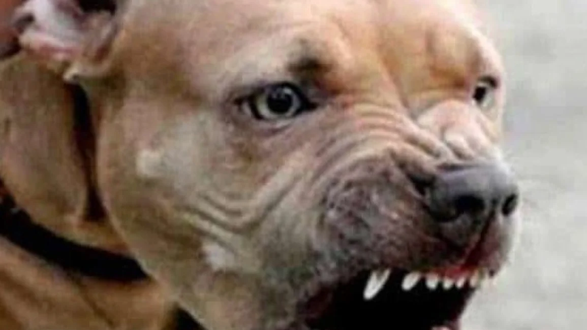  Condenan al dueño de un pitbull en Corrientes
