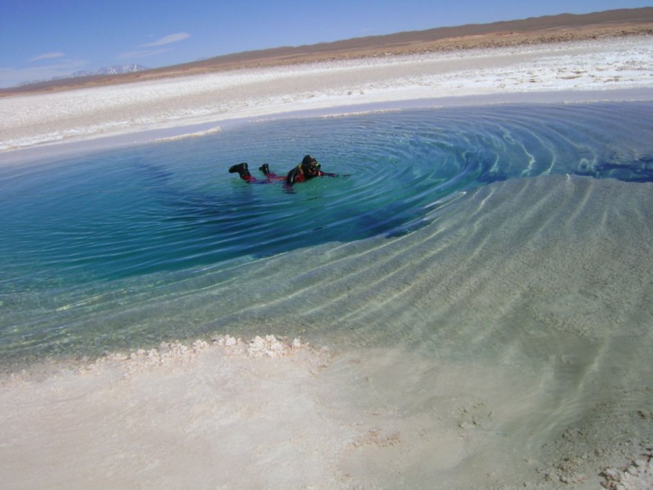 Un tesoro de vida arcaica en espejos de agua de Tolar Grande y Socompa