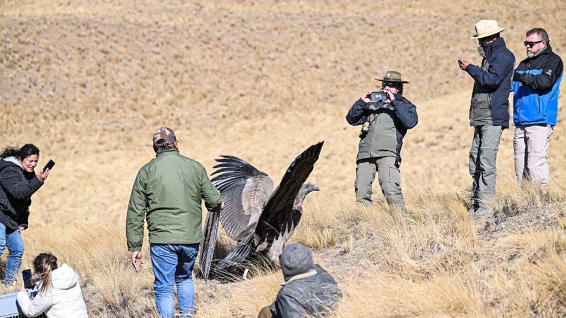 Liberaron un cóndor andino en Piedra del Molino