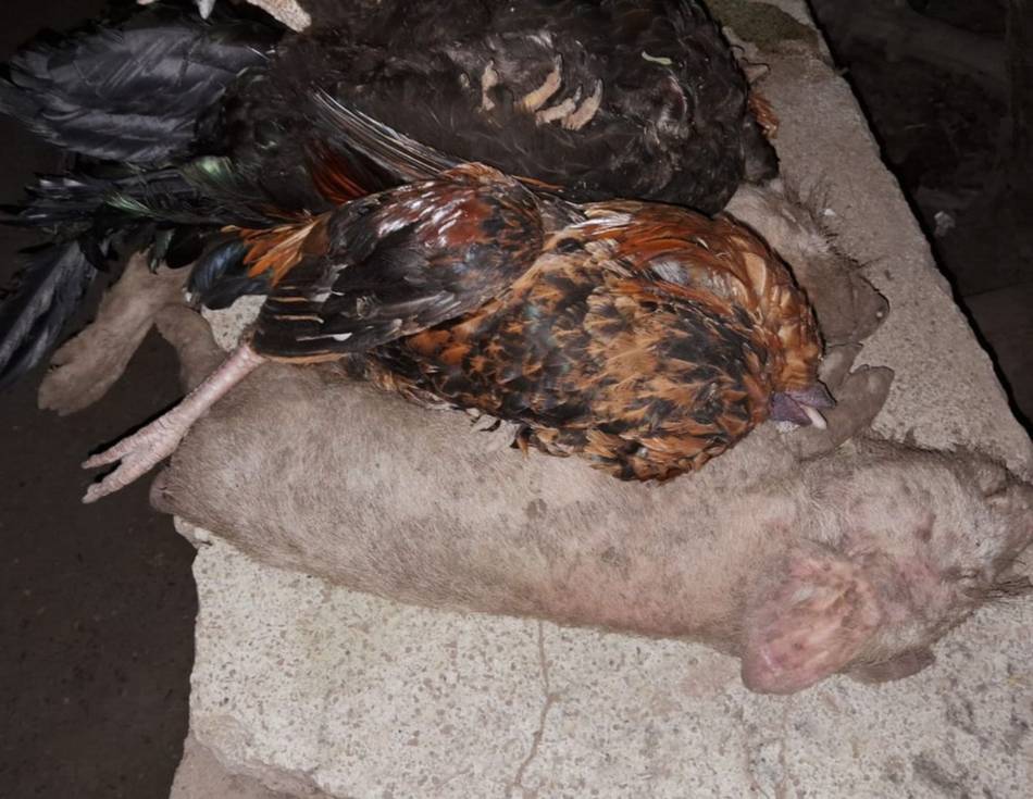 Preocupante mortandad de animales silvestres y de granja en General Güemes