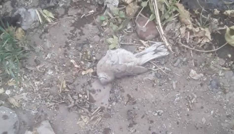 Preocupante mortandad de animales silvestres y de granja en General Güemes