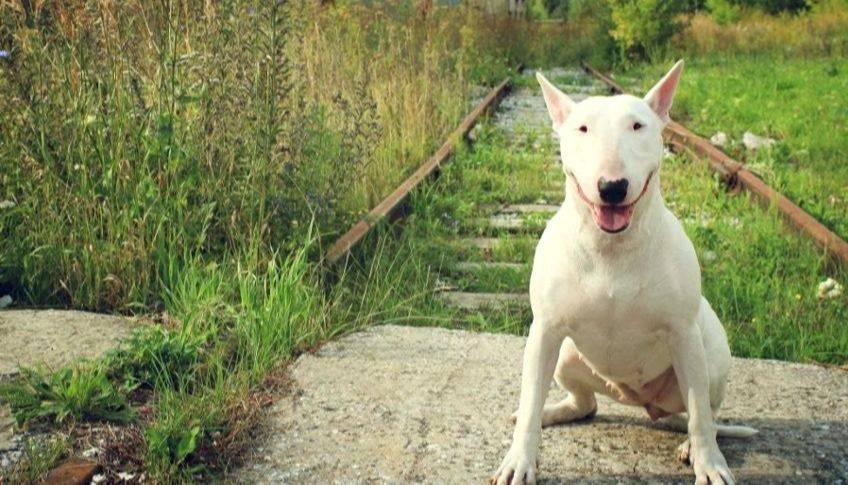 Perros potencialmente peligrosos: media sanción en Diputados a un proyecto que establece controles