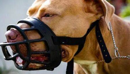 Perros potencialmente peligrosos: media sanción en Diputados a un proyecto que establece controles