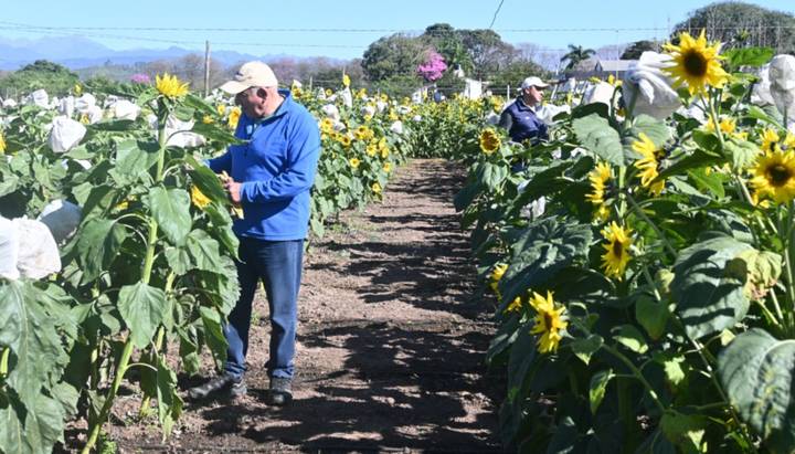Inta Yuto aporta en genética de semillas de girasol