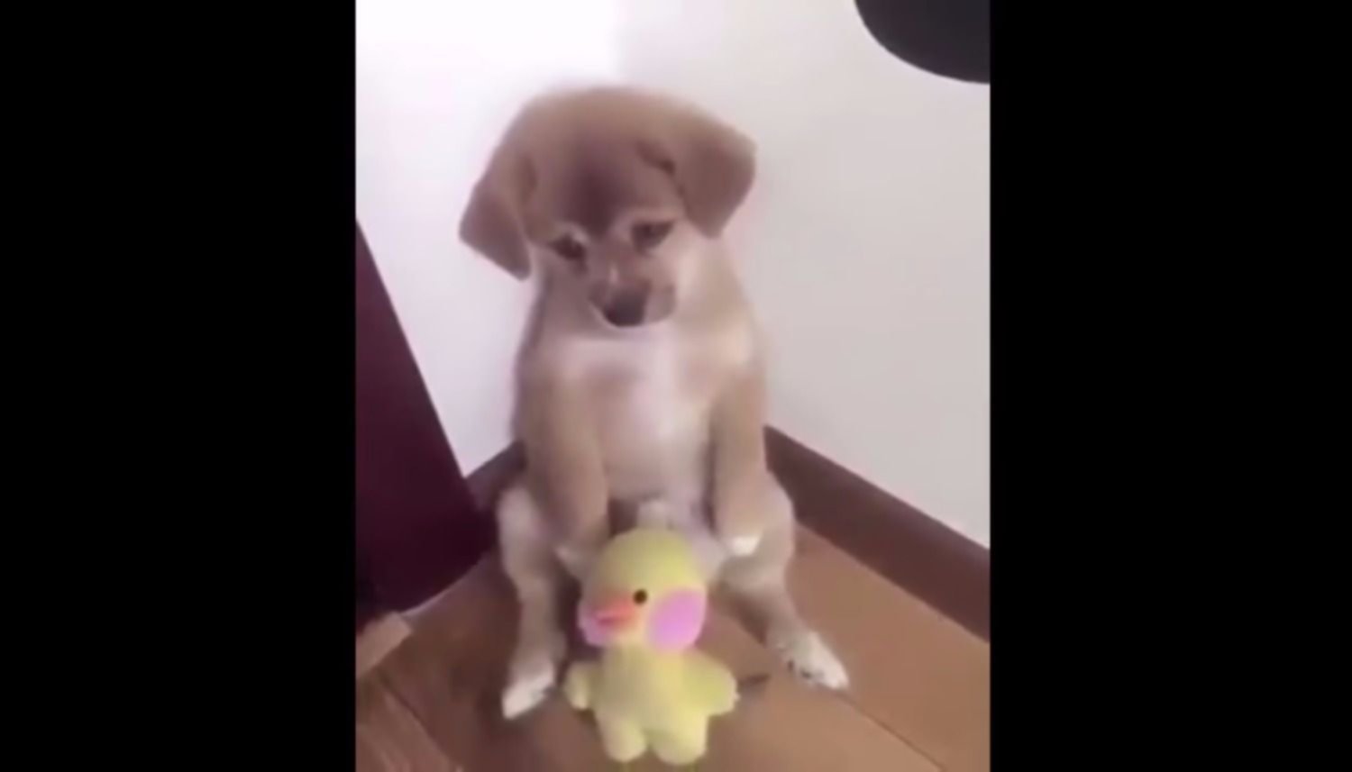 VIDEO Mir la tierna reacci n de un perrito al ser rega ado