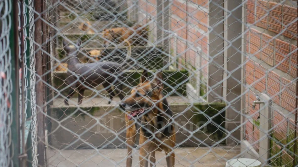 En lo que va del año se dio en adopción un perro por día