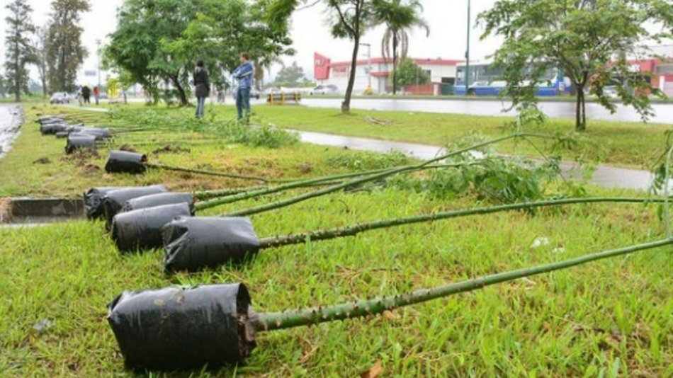 Unos 170 árboles se  plantaron en la ciudad 